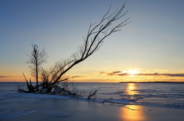 Fototapeta na wymiar Winter landscape with snag on the frozen lake near the shore