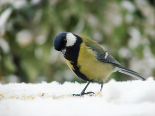 titmouse on a snowy table in the winter
