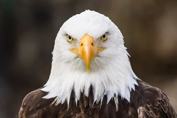 Tuinposter Amercain eagle head © James