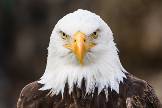 Amercain eagle head