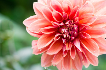 Closeup pink orange dahlia (dalia) petals flower with water drop in nature.