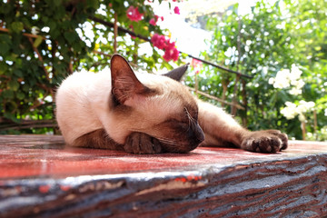 Cat sleeping in the sunshine on wooden table.