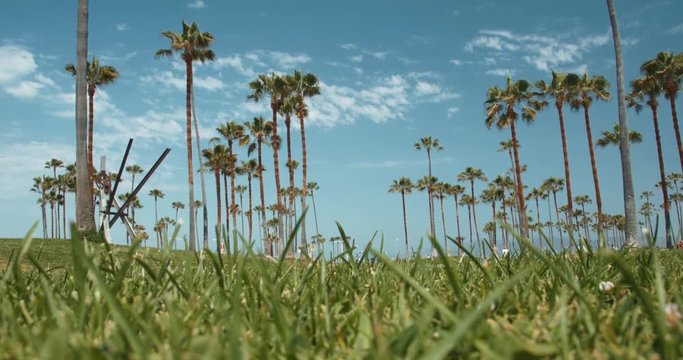 Palm Trees Against Blue Sky, Low Angle with Green Grass