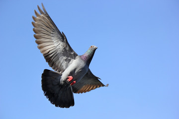 flying pigeon bird © leisuretime70