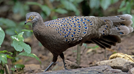 Obraz premium Bird, Grey Peacock-Pheasant ( Polyplectron bicalcaratum ), Birds