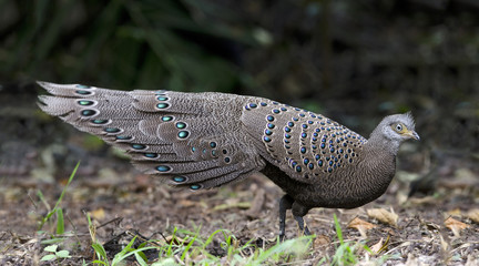 Bird, Grey Peacock-Pheasant ( Polyplectron bicalcaratum ), Birds