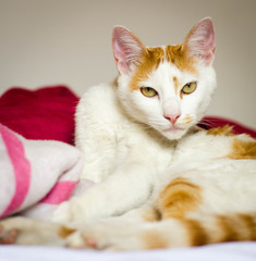 Gato branco e caramelo olhando fixamente para câmera