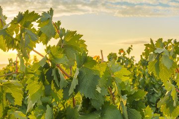 Photo of sun rising above vineyard