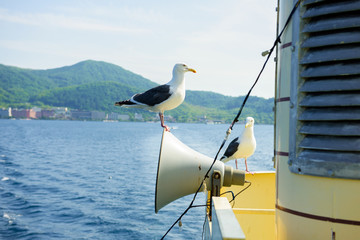 Seagull