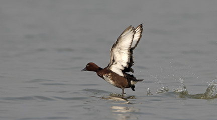 Ferruginous Duck ( Aythya nyroca ) duck take off from water, Bird in Bueng Boraped Bird Park, Thailand