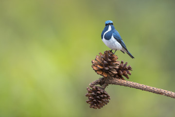 Beautiful blue bird , Ultramarine Flycatcher (superciliaris ficedula)