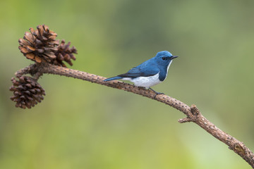 Beautiful blue bird , Ultramarine Flycatcher (superciliaris ficedula)