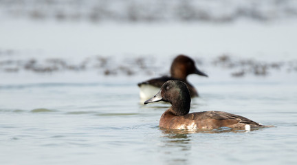 Baer's Pochard ( Aythya baeri) swiming at Bueng Boraped Bird Park, Bird of Thailand