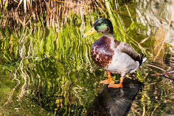A male mallard duck in a pond with reeds.  
