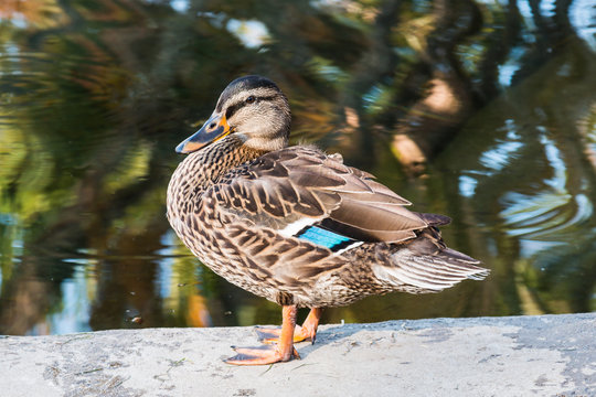 A female mallard duck standing near a pond.  