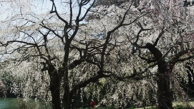 View of cherry blossom trees in the garden 