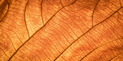 Naklejka na ściany i meble autumnal dry leaf