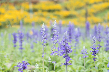Obraz premium blue salvia with another colorful flower