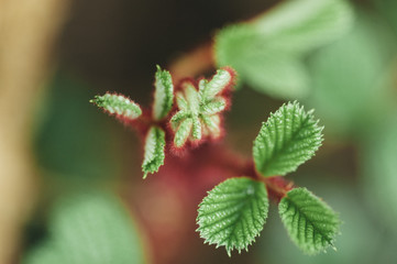 Green Leaves