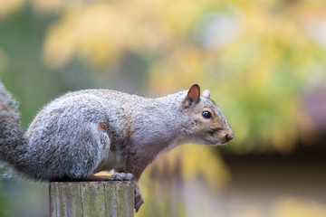 Squirrel