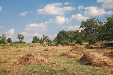 Rural landscape