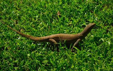 Varan in Sigiriya Rock Fortress & City Sri Lanka