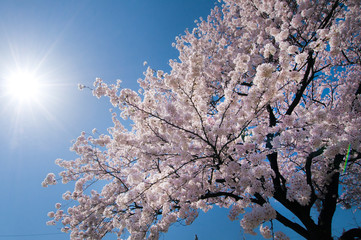 青空と桜