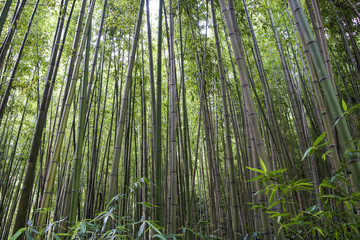 대나무숲