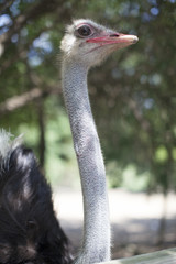 OSTRICH