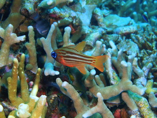 Coral fish