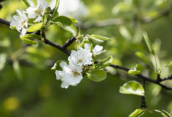 flower on the tree, flowering tree