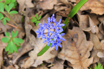 Blue scilla flowers