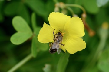 Abeja