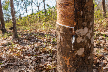 Rubber trees in autumn closeup.