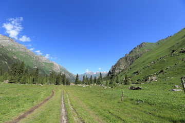 Naklejka premium forest and grassland mountain landscape under blue sky