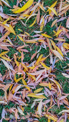 View of dry yellow autumn leaves on green grass