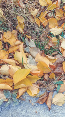 Top view of dry yellow autumn leaves