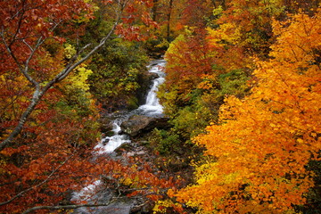 秋田県鹿角市 滝 紅葉