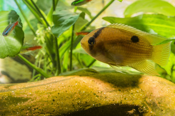 Akara brown aquarium.
