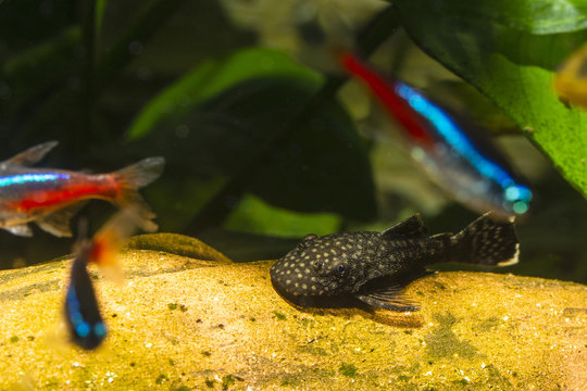 Ancistrus and neon tetra.