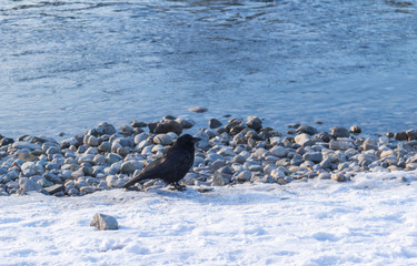 Birds - Common Raven (Corvus corax) in winter time