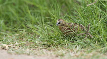 Beautiful bird, Small Buttonquail ( Turnix sylvatica ) walk for food on the ground , in nature of Thailand, Bird of Thailand
