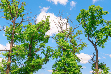 Obraz premium Crowns of trees on background of blue sky with clouds