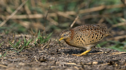 Beautiful bird, Yellow-legged Buttonquail (Turnix tanki) walk for food on the ground, Bird of Thailand