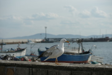 Fototapeta na wymiar Bulgaria, a small fishing town Pomorie, in April 2016, birds and fishing boats on the shore.