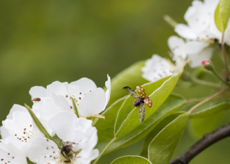 flowering tree and ladybug

