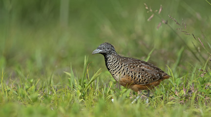 Beautiful bird, Barred Buttonquail (Turnix suscitator) walk for food on the ground, Bird of Thailand