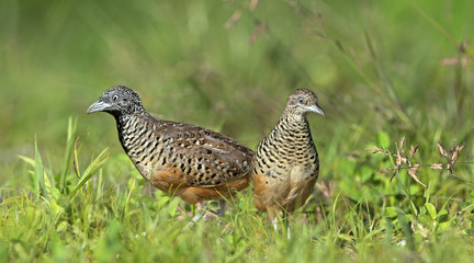 Beautiful bird, Barred Buttonquail (Turnix suscitator) walk for food on the ground, Bird of Thailand