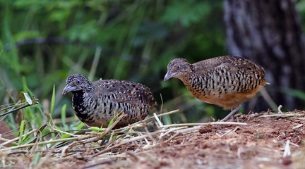 Beautiful bird, Barred Buttonquail (Turnix suscitator) walk for food on the ground, Bird of Thailand