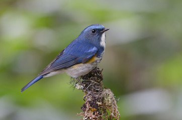 Bird, Blue bird, male Himalayan Bluetail (Tarsiger rufilatus) on